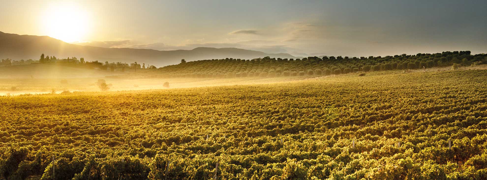 Sciabola sommelier: quando viene usata - Cantine di Dolianova