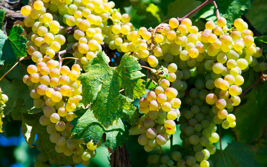 Le caratteristiche del Vermentino di Sardegna