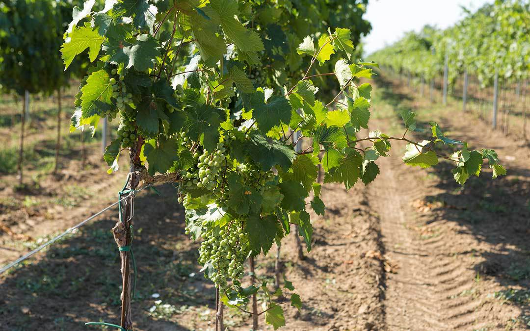 Come si pianta una vigna, le fasi del processo