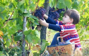 Come spiegare la vendemmia ai bambini