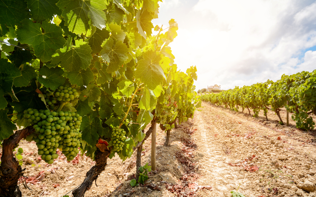 qual è la storia del vino