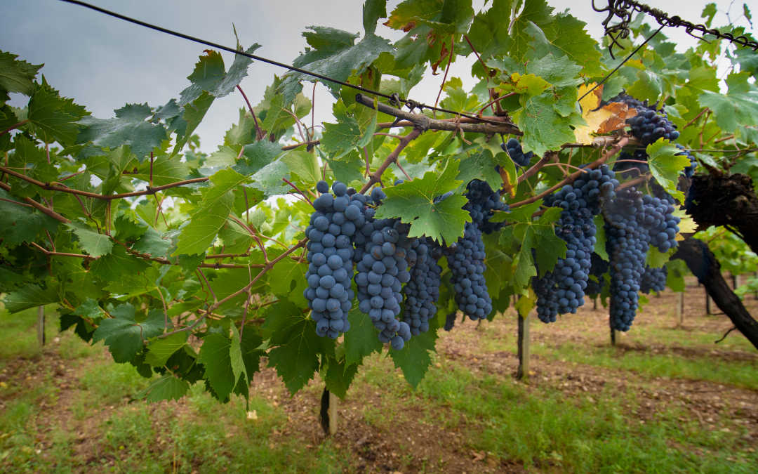 cosa vuol dire cannonau