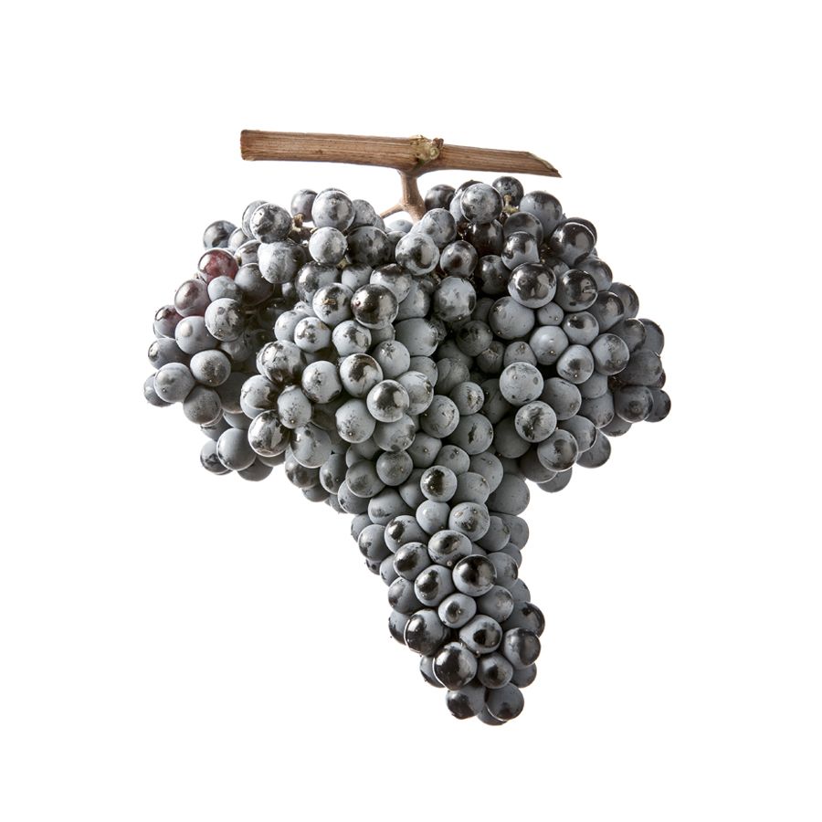 Barbera_sarda