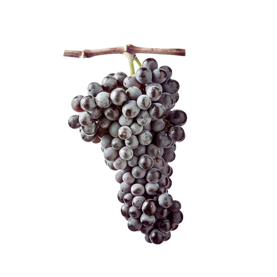 Carignano