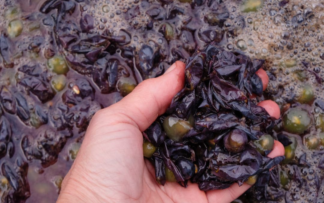 come togliere le macchie di uva dalle mani rimedi