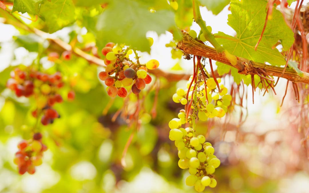 quanti tipi di uva esistono in Italia, i vitigni italiani