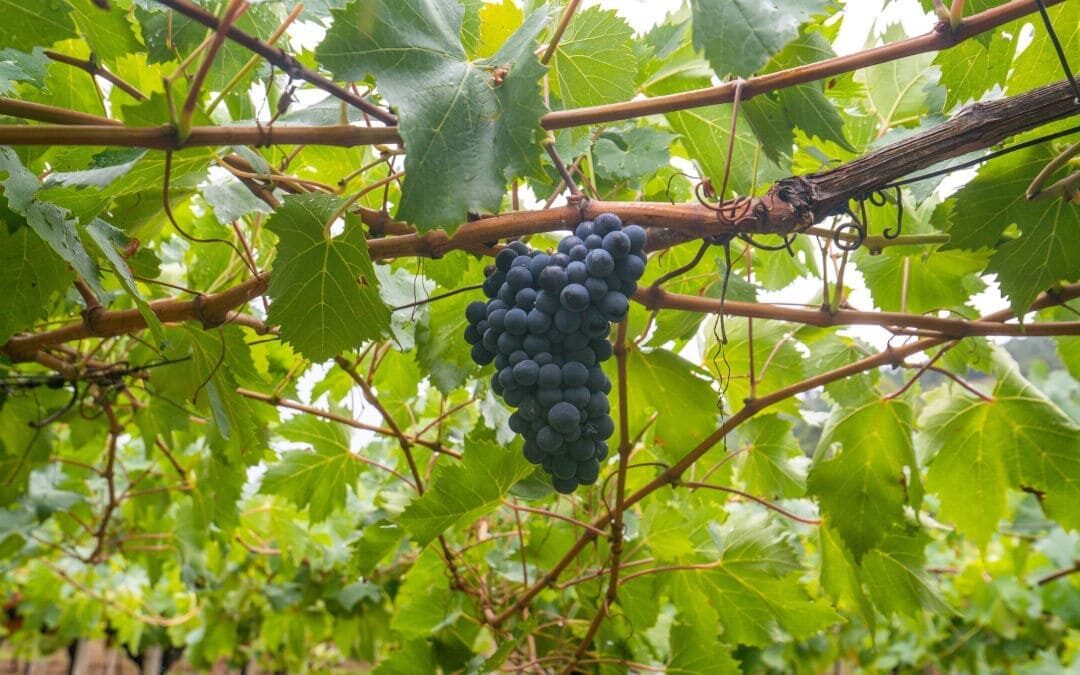 qual è la differenza tra nepente e cannonau