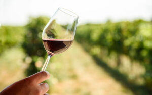Quanti vini ci sono in Italia, numeri