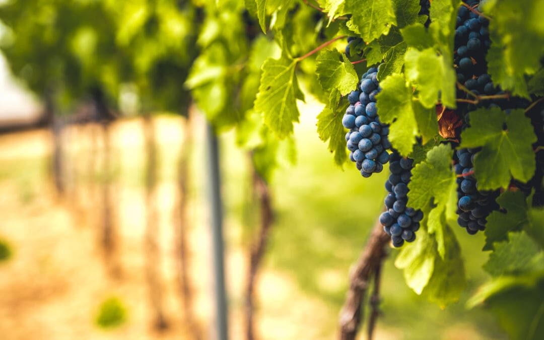 cos'è la zona delimitata produttrice esclusiva di un vino, cru