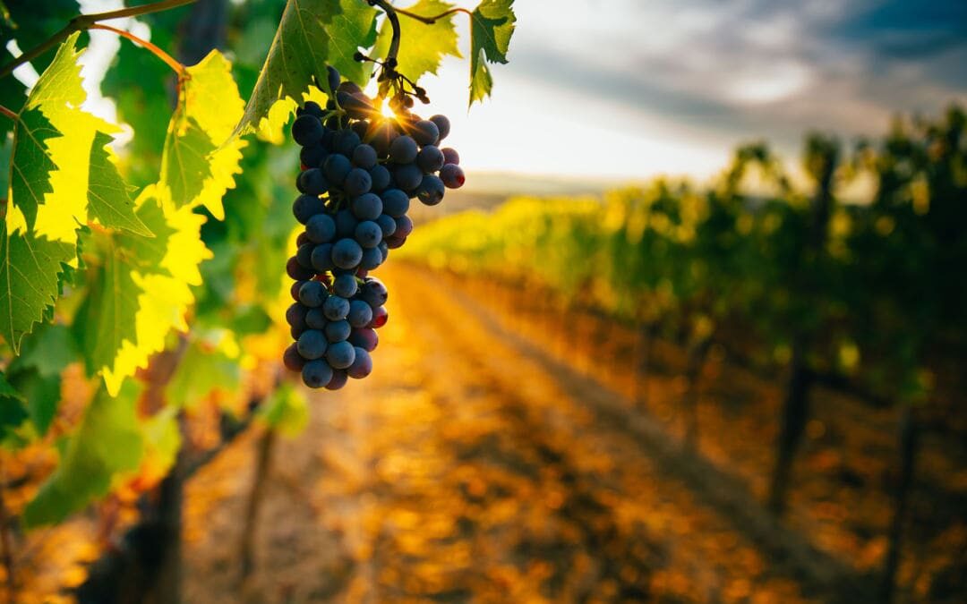 cosa significa vini biodinamici?