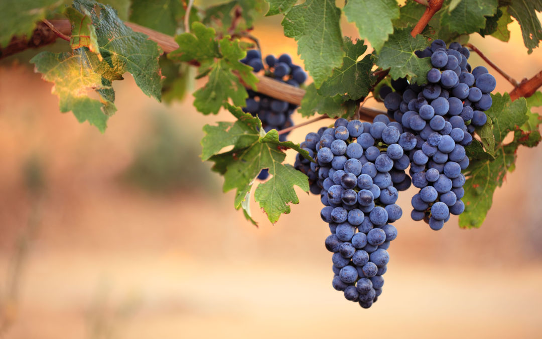 Come è formato il grappolo d’uva?