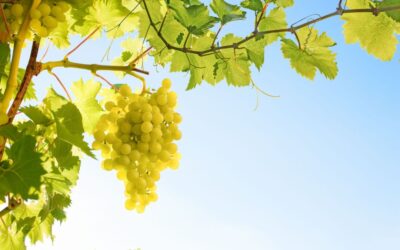 Come si chiama la foglia dell’uva?