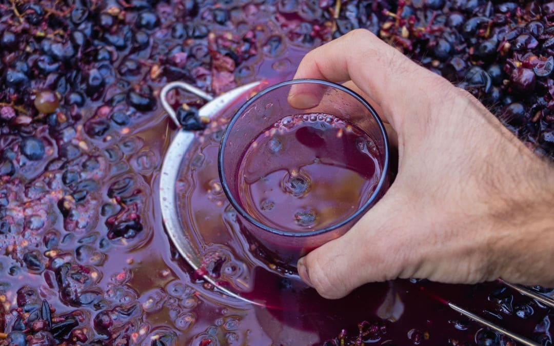 Dolci ricette con il mosto d uva