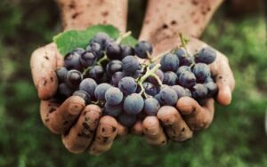 Vino Tripla A significato