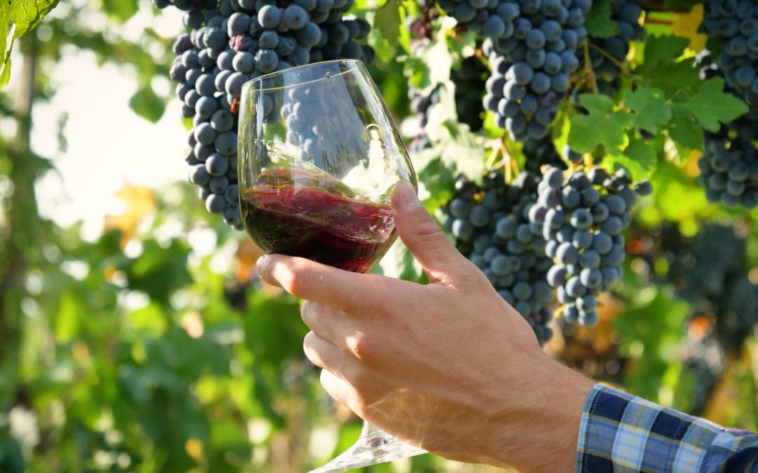 Come si ottiene un vino fruttato e caratteristiche