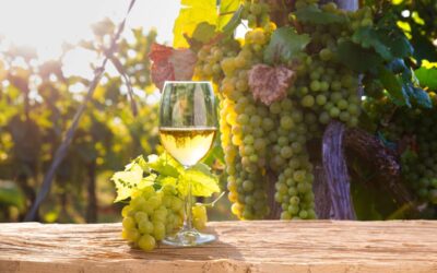 Qual è il significato di vino minerale?