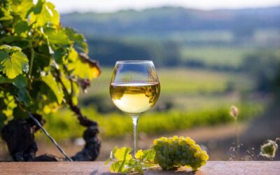 Quali sono i vini bianchi secchi?