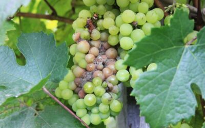 Cos’è il vino muffato?