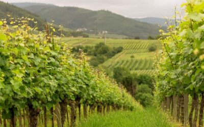 Cos’è l’inerbimento del vigneto?