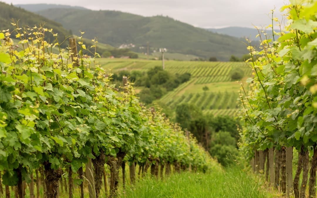 Cos'è e vantaggi dell'inerbimento vigneto