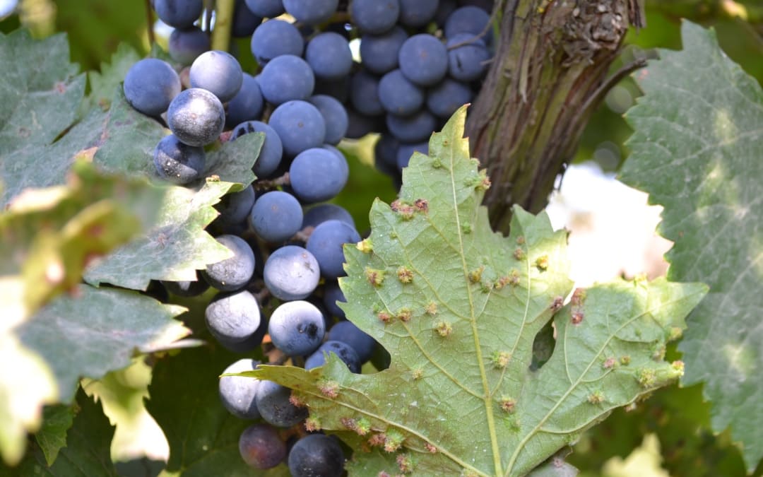 Fillossera, parassite vite, cosa è