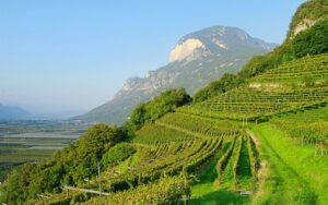 Cosa è la viticoltura eroica, vigneto Italia