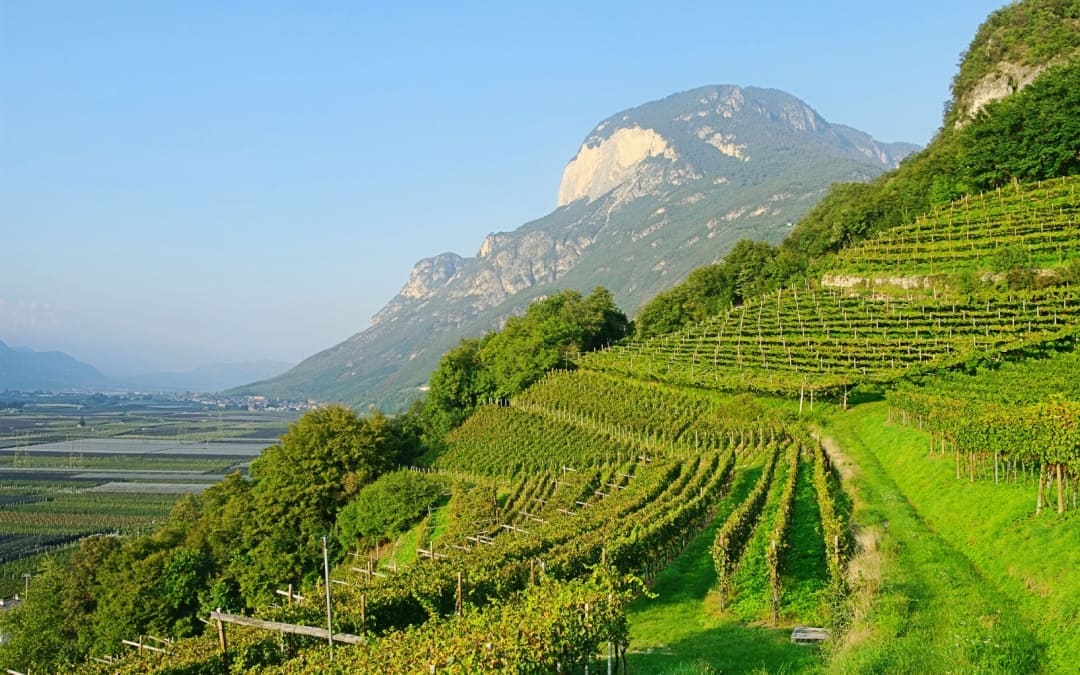 Cosa è la viticoltura eroica, vigneto Italia