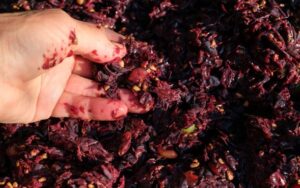 Nuovi utilizzi per gli scarti della produzione del vino, economia circolare