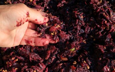 Dove finiscono gli scarti della produzione del vino?