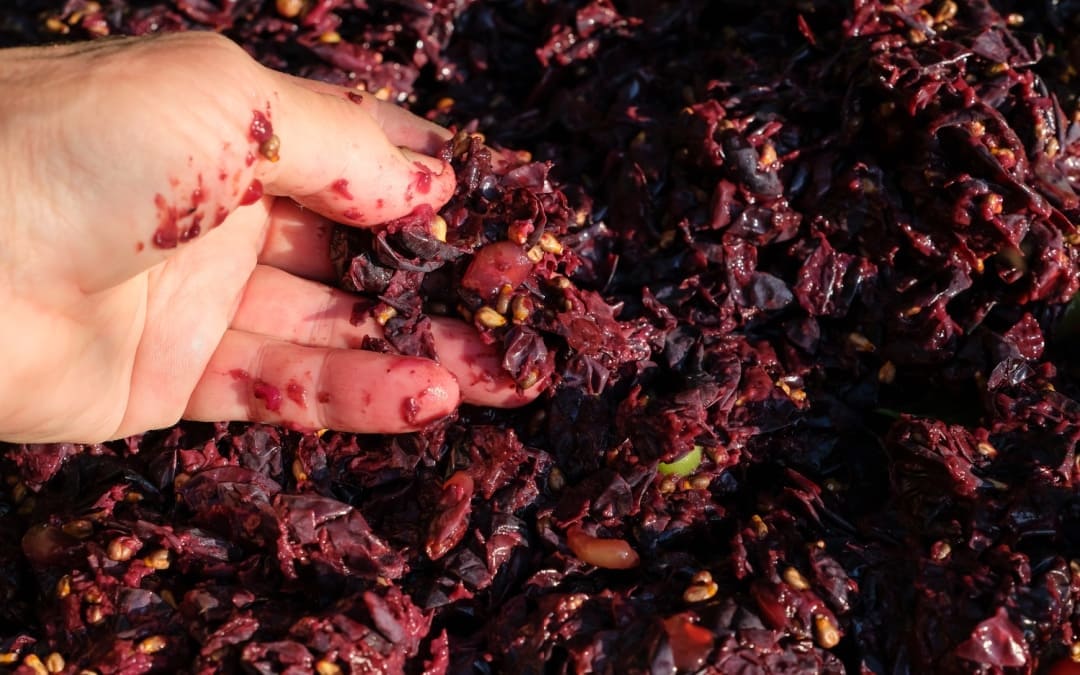 Nuovi utilizzi per gli scarti della produzione del vino, economia circolare