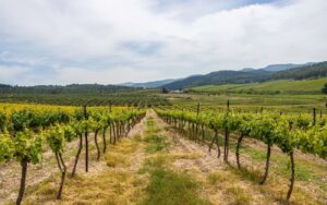 Qual è l'altitudine coltivazione vite ideale, influenza del clima sul vitigno