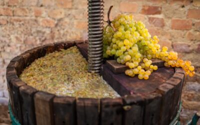 Che cos’è la criomacerazione del vino?