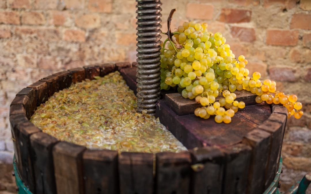 Cos'è la criomacerazione del vino, mosto, tecnica