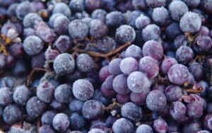 Caratteristiche e produzione degli Icewine, vini di ghiaccio