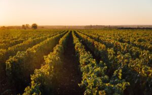 Cosa significa cru, vigneti francesi
