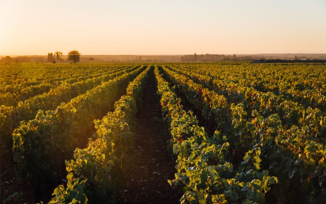 Cosa significa cru, vigneti francesi