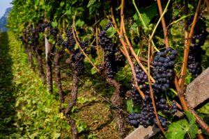 Cosa sono i vini PIWI?