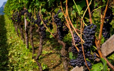 Cosa sono i vini PIWI?