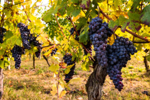 Quali sono i vitigni rossi più diffusi?