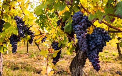 Quali sono i vitigni rossi più diffusi?