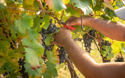 Qual è la filiera del vino?