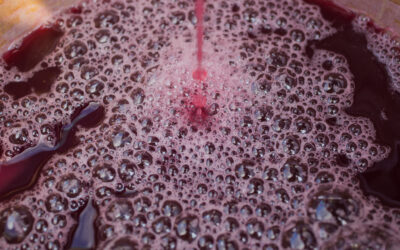 Quali sono i lieviti indigeni?