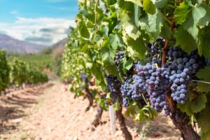 Quali sono i vitigni rossi sardi?