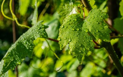 Cosa si può fare con le foglie dell’uva?