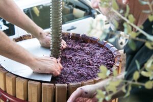 Come scegliere una pigiatrice per l'uva