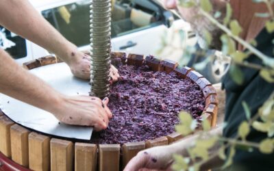 Come scegliere una pigiatrice per l’uva