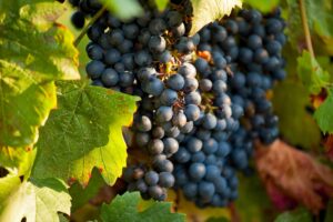 Qual è l'uva più rara al mondo?