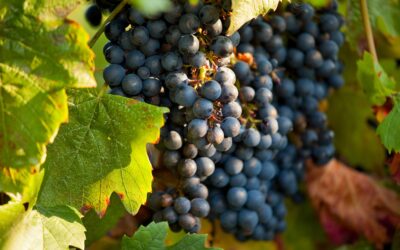 Qual è l’uva più rara al mondo?