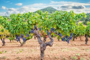 Qual è l'uva tipica sarda?