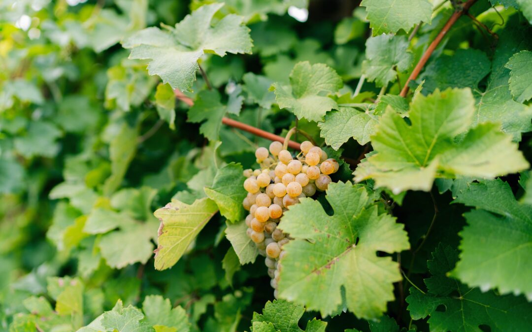 Che tipo di vino è lo Chardonnay?